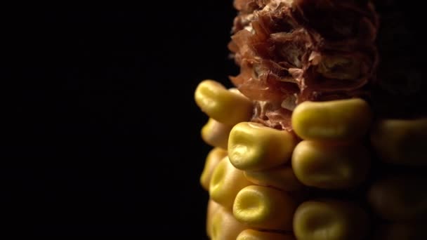 Кукуруза Свежая Кукуруза Спелые Жёлтые Кукурузные Початки Повороте Избирательный Фокус — стоковое видео