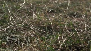 Tüy. Çim. Kuş tüyü yere düştü, rüzgarda sallandı. Sonbaharda kuru sarı ve yeşil çimenler. Arka ışık. Dolly çekim, kamera hareket sürgülü, seçici odak. 4k görüntü. Doğa konseptini kapatın.