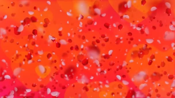 Schleife Liebe Liegt Der Luft Schöne Rosenblätter Hintergrund Für Valentinstag — Stockvideo