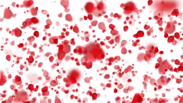 Петлі Любов Знаходиться Повітрі Красиві Пелюсток Троянди Фон День Святого — стокове відео