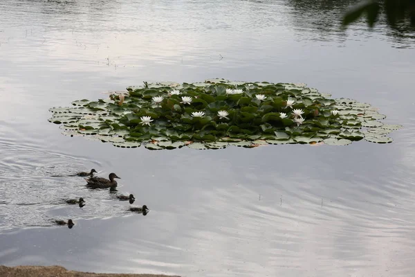 Beyaz zambakların gölet adasında çiçeklenme