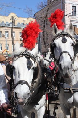      Kırmızı karnaval yeleleri ile süslenmiş iki beyaz at