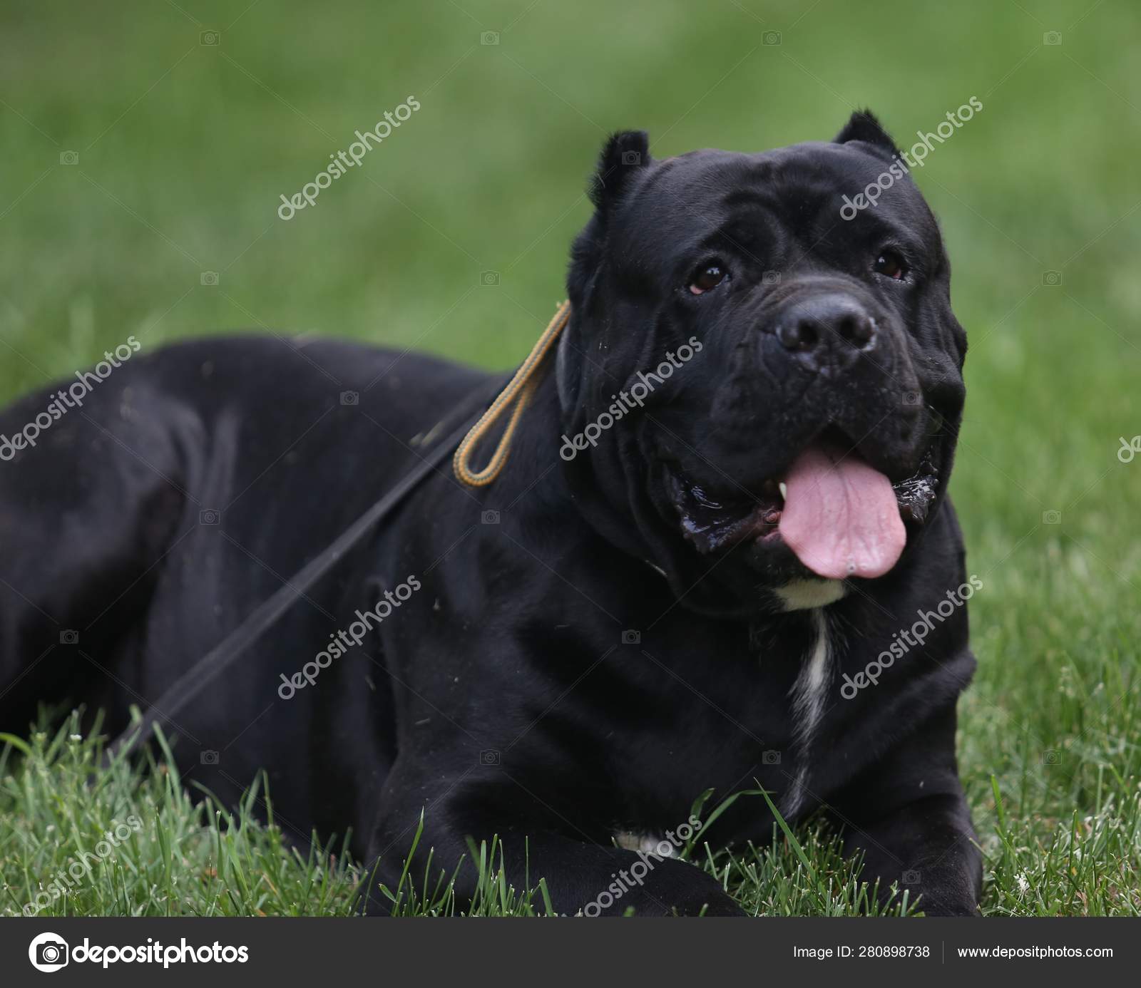 Cane Corso Black Color Stock Editorial Photo Natalyanik