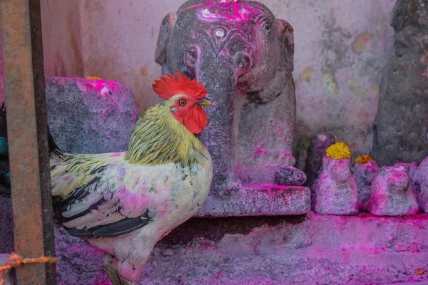 Huhn gewidmet Gott und für die Götter Rituale verwendet — Stockfoto