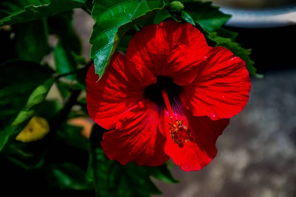 Picture of hibiscus or rose mallow is a genus of plant with a flower of red color — Stock Photo, Image