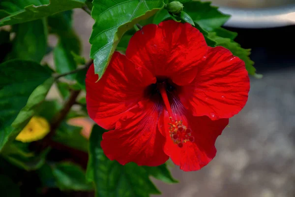 Hibiscus Género Botânico Pertencente Família Asteraceae — Fotografia de Stock