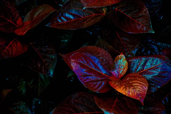 Yağmur mevsiminde çekilen inanılmaz renkli yaprakların resmi — Stok fotoğraf