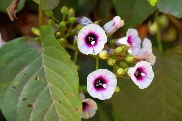 Stock photo of beautiful sweet potato flower or morning glory flower blooming in the garden area, green leaves on background. Picture captured under bright sunlight at Bangalore,Karnataka, India. —  Fotos de Stock