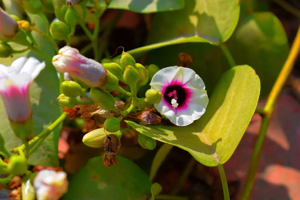 Stock photo of beautiful sweet potato flower or morning glory flower blooming in the garden area, green leaves on background. Picture captured under bright sunlight at Bangalore,Karnataka, India. — стоковое фото