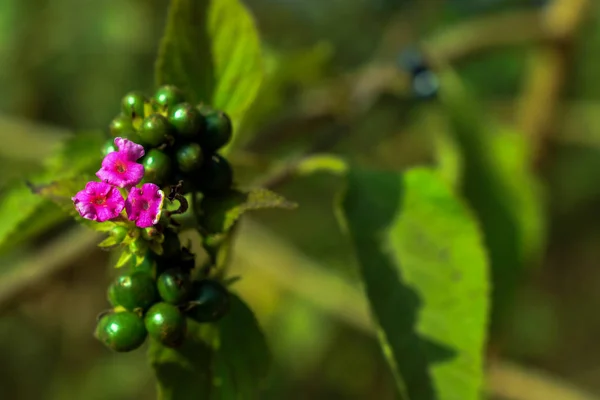 Ramo de pequeñas flores rosadas bajo la luz del sol brillante en el jardín —  Fotos de Stock