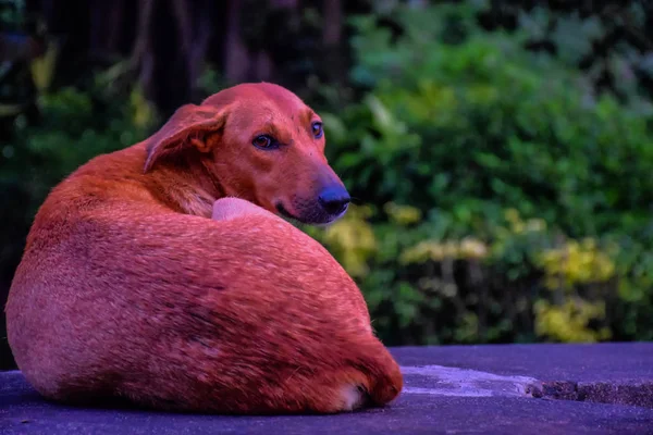 Фотография красивой собаки, сидящей на столбе и смотрящей в камеру — стоковое фото