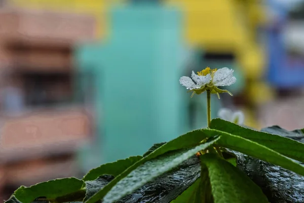 Immagine di acqua spruzzata su fiore bianco — Foto Stock