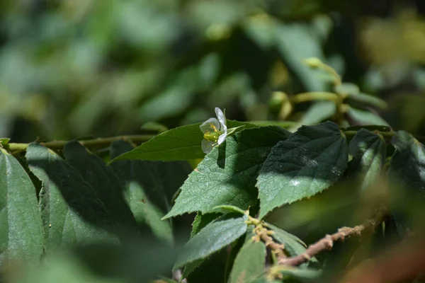 Маленький Белый Цветок Ямайской Вишни Мунтингии Калабура — стоковое фото
