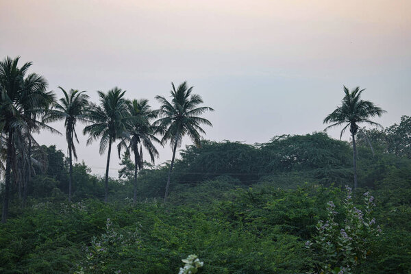 Coconut trees in Indian fields