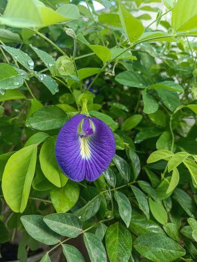 Canlı mor bir bezelye çiçeği yemyeşil yaprakların arasında açar, beyaz ve sarı merkezli narin taç yaprakları sergiler, taze yağmur damlaları yeşilliklerin üzerinde dinlenir, doğal bir görünüm oluşturur..