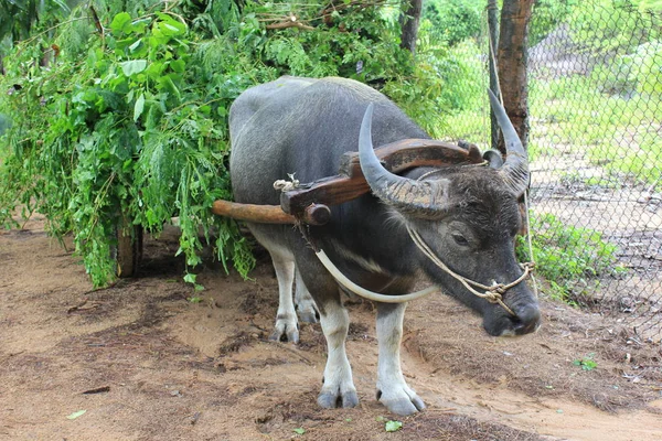 Buffalo and cart — Stock Photo, Image