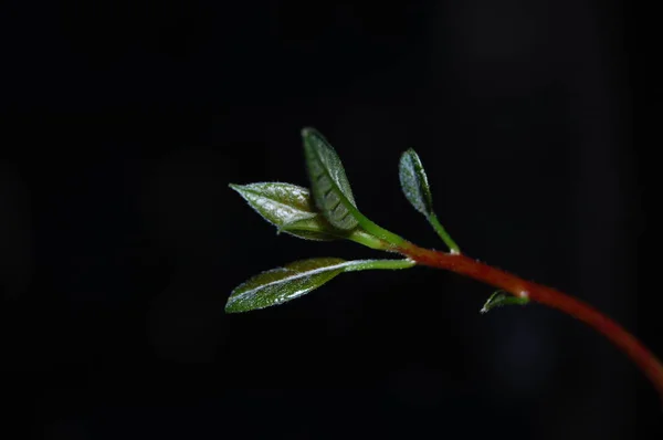 Ramo da árvore de abacate — Fotografia de Stock