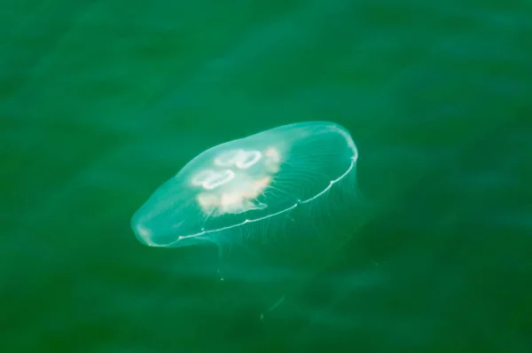 Medusas debaixo de água — Fotografia de Stock