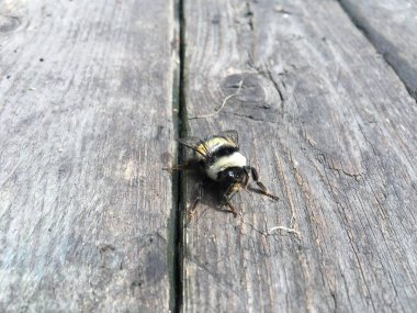 Bumblebee closeup makro