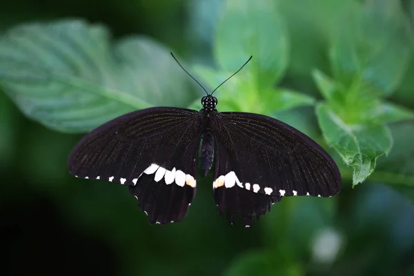Common Mormon Butterfly Isolated