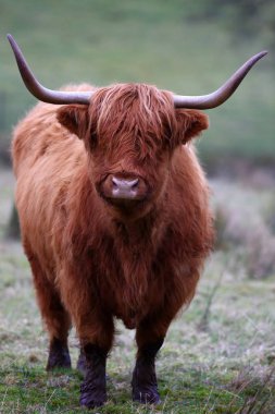 Yayla inek Aberdeen Angus