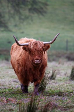 Büyük boynuzlu yayla inek