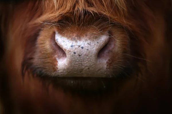 Aberdeen Angus Highland Vaca Perto Fotografia De Stock