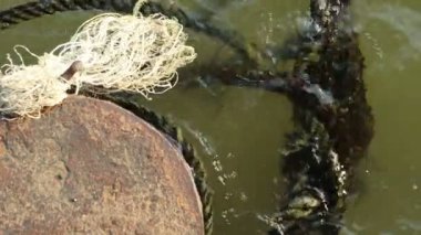 Yazı demirleme ve eski kalın halatlar yeşil çamurlu su üzerinde yüzen terk edilmiş paslı eski metal