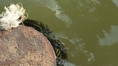 Yazı demirleme ve eski kalın halatlar yeşil çamurlu su üzerinde yüzen terk edilmiş paslı eski metal