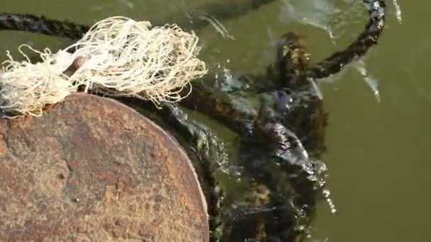 废弃生锈的旧金属系泊柱和漂浮在绿色泥泞水上的老粗绳 — 图库视频影像