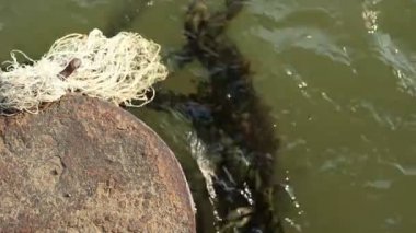 Yazı demirleme ve eski kalın halatlar yeşil çamurlu su üzerinde yüzen terk edilmiş paslı eski metal