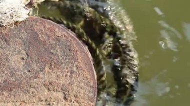 Yazı demirleme ve eski kalın halatlar yeşil çamurlu su üzerinde yüzen terk edilmiş paslı eski metal