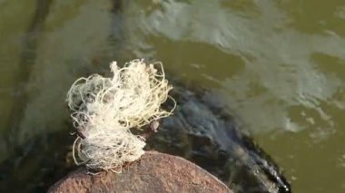 Yazı demirleme ve eski kalın halatlar yeşil çamurlu su üzerinde yüzen terk edilmiş paslı eski metal