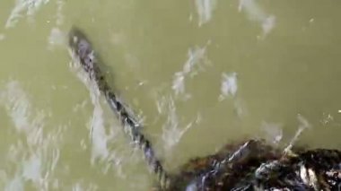 Yeşil çamurlu su üzerinde yüzen terk edilmiş yosun kaplı ip