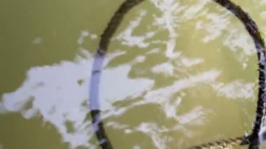 Yeşil çamurlu su üzerinde yüzen terk edilmiş yosun kaplı ip