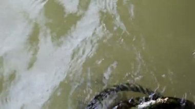 Yeşil çamurlu su üzerinde yüzen terk edilmiş yosun kaplı ip