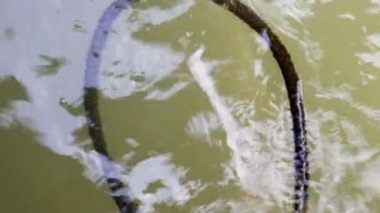 Yeşil çamurlu su üzerinde yüzen terk edilmiş yosun kaplı ip