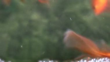 Yumuşak odaklı güzel ve şirin goldfishes yüzmek
