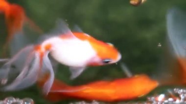 Yumuşak odaklı güzel ve şirin goldfishes yüzmek