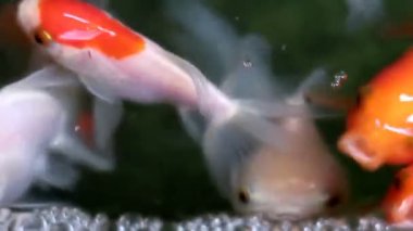 Yumuşak odaklı güzel ve şirin goldfishes yüzmek