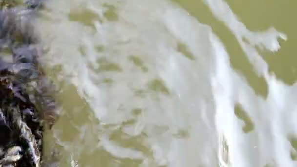 Cuerda Cubierta Algas Abandonadas Flotando Sobre Agua Fangosa Verde — Vídeo de stock