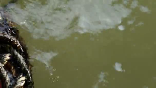 Corda Coperta Alghe Abbandonate Galleggiante Acqua Fangosa Verde — Video Stock