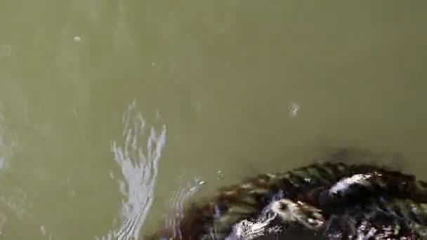 Cuerda Cubierta Algas Abandonadas Flotando Sobre Agua Fangosa Verde — Vídeos de Stock