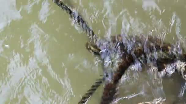 Abandoned Algae Covered Rope Floating Green Muddy Water — Stock Video