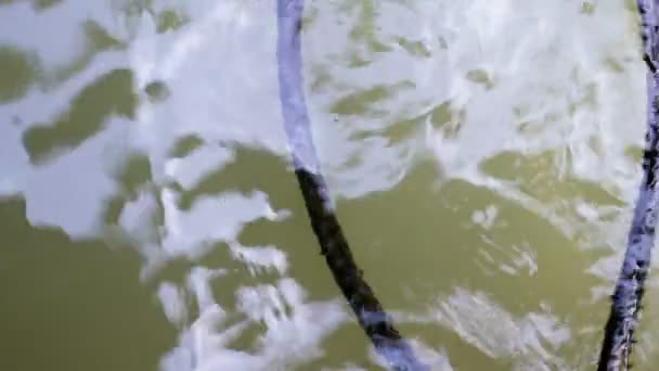 Cuerda Cubierta Algas Abandonadas Flotando Sobre Agua Fangosa Verde — Vídeo de stock