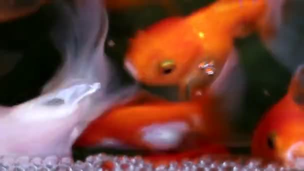 Soft Focused Beautiful Cute Goldfish Swim — стоковое видео