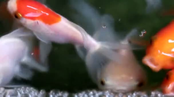 Які Зосереджені Красиві Милі Золоті Рибки Плавають — стокове відео