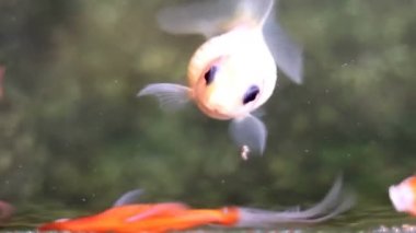 Yumuşak odaklı güzel ve şirin goldfishes yüzmek