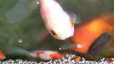 Yumuşak odaklı güzel ve şirin goldfishes yüzmek