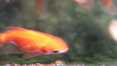 Yumuşak odaklı güzel ve şirin goldfishes yüzmek